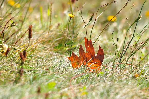 Lonesome Leaf, The Blue Ridge Mountains, North Carolina